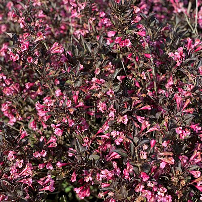 Weigela f. 'Very Fine Wine'