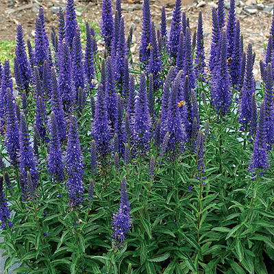 Veronica x 'Vespers Blue'