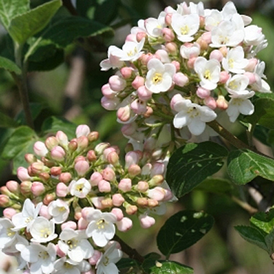 Viburnum carlcephalum