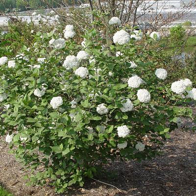 Viburnum x carlecephalum