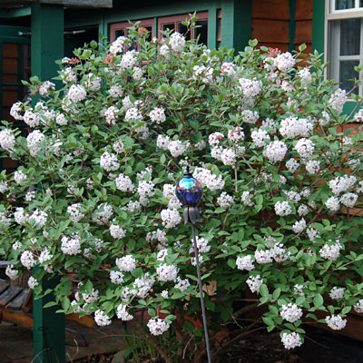 Viburnum carlesii