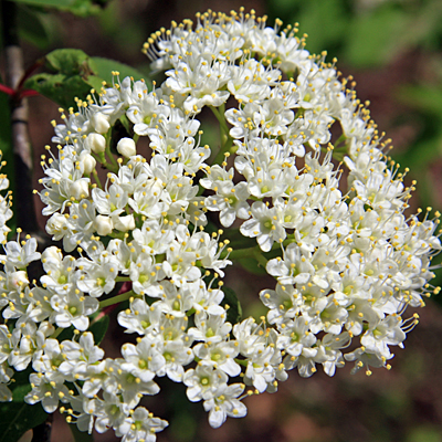 Viburnum cassinoides