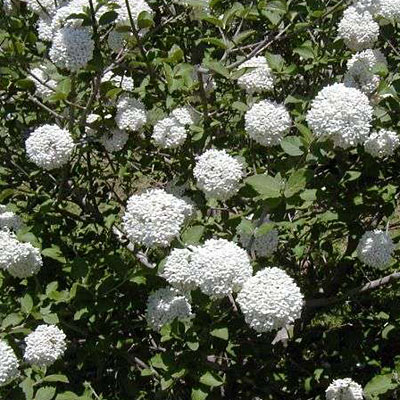 Viburnum x carlecephalum 'Cayuga'