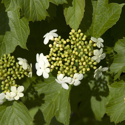 Viburnum op. 'Compactum'