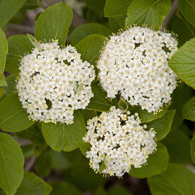 Viburnum lan. 'Emerald Triumph'