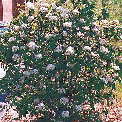 Viburnum x juddii