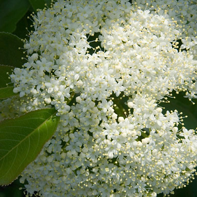 Viburnum lentago