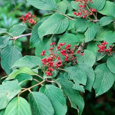 Viburnum plic. var. tom. 'Mariesii'