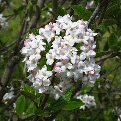 Viburnum x 'Mohawk'