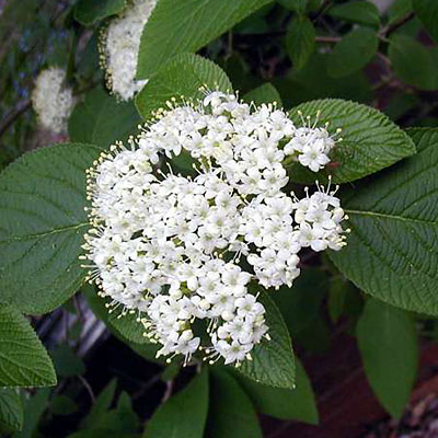 Viburnum lan. 'Mohican'