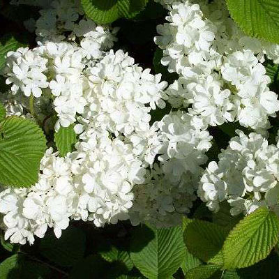 Viburnum plic. 'Newport'