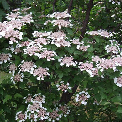 Viburnum sa. 'Onondaga'