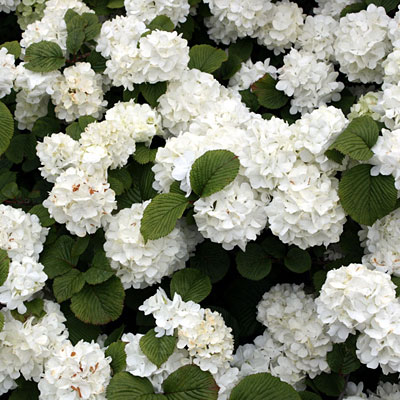 Viburnum plic. 'Popcorn'