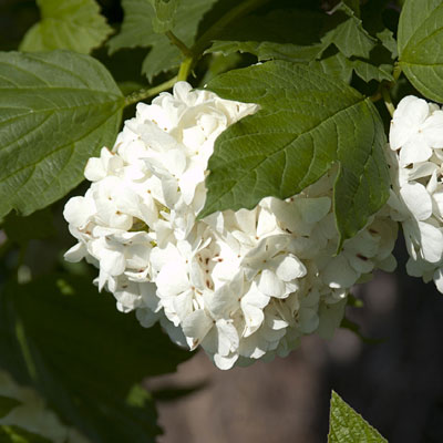 Viburnum op. 'Roseum'
