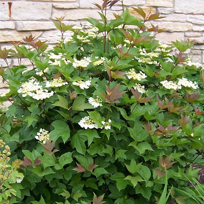 Viburnum tril. 'Wentworth'