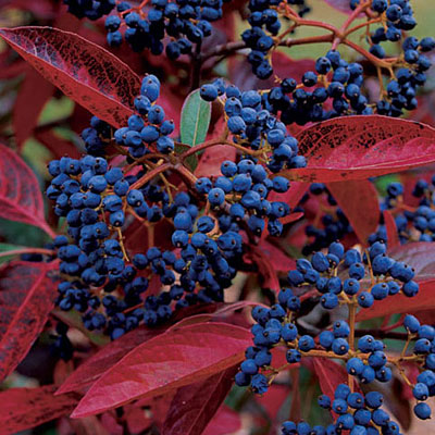 Viburnum nud. 'Winterthur'