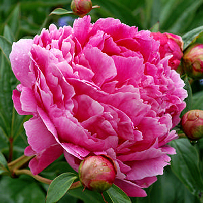 Paeonia l. 'Victoire De La Marne'