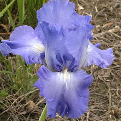 Iris g. 'Victoria Falls'
