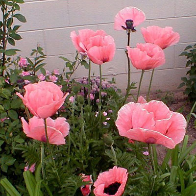 Papaver o. 'Princess Victoria Louise'