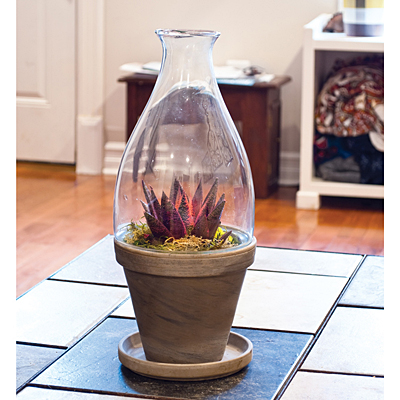 Vidro Glass Terrarium with Basalt Pot & Saucer