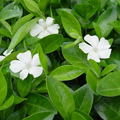 Vinca m. 'Alba'