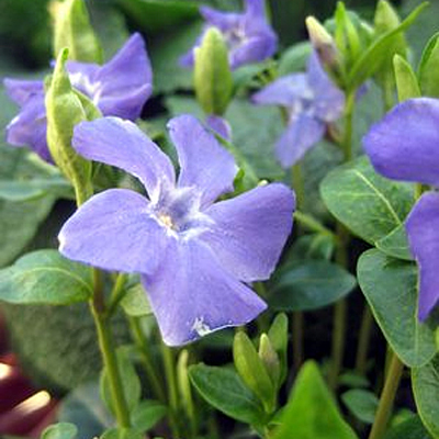 Vinca m. 'Bowles Variety'