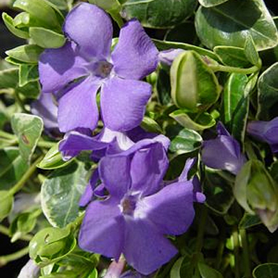 Vinca m. 'Ralph Shugert'