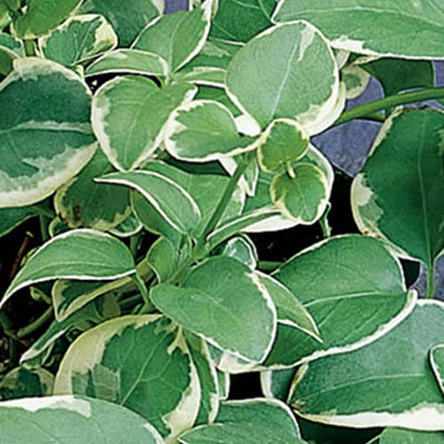 Vinca major 'Variegata'