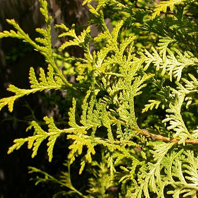 Chamaecyparis o. 'Vintage Gold'
