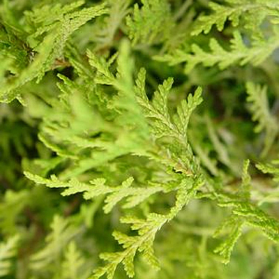 Chamaecyparis p. 'Vintage Gold'