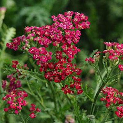 Achillea m. 'New Vintage Red'