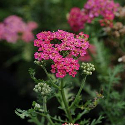 Achillea m. 'New Vintage Rose'