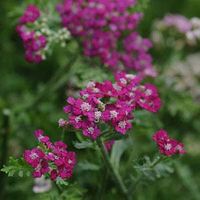 Achillea m. 'New Vintage Violet'