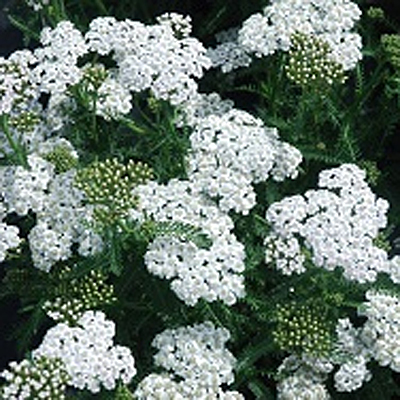 Achillea m. 'New Vintage White'