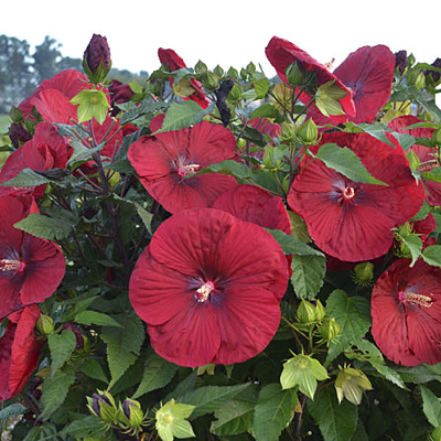 Hibiscus 'Vintage Wine'
