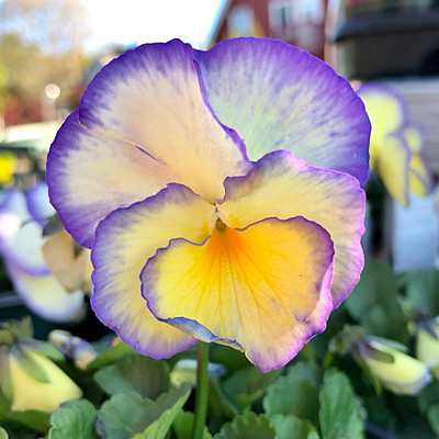 Viola x 'Etain'