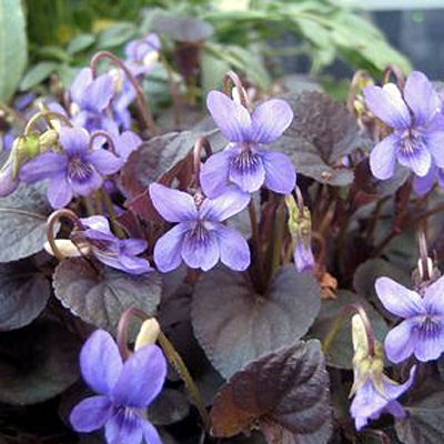 Viola labradorica