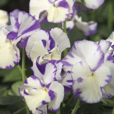 Viola x 'Rebecca'