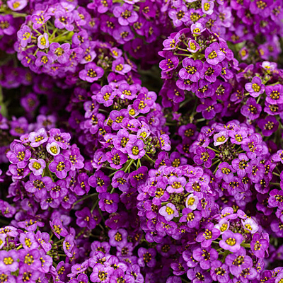 Alyssum 'Violet Knight'