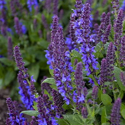 Salvia n. 'Violet Profusion'