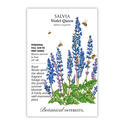 Seeds - BI Salvia Violet Queen