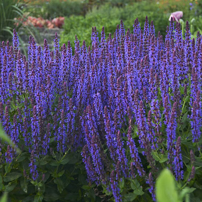 Salvia n. 'Violet Riot'