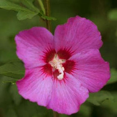 Hibiscus s. 'Violet Satin'