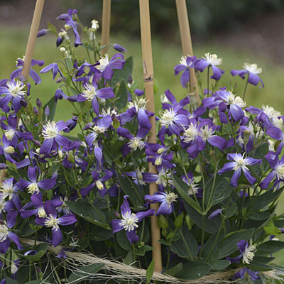 Clematis 'Violet Stardust'