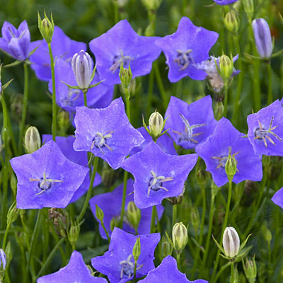 Campanula c. 'Violet Teacups'