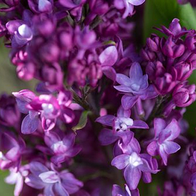 Syringa x 'Virtual Violet'