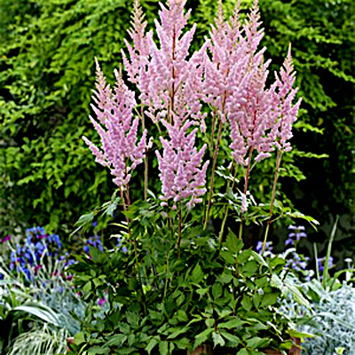 Astilbe c. 'Vision Inferno'