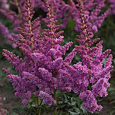 Astilbe c. 'Little Visions in Purple'