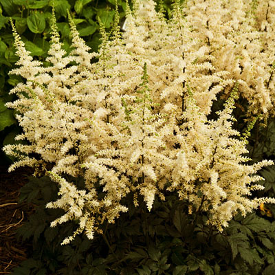 Astilbe c. 'Visions in White'