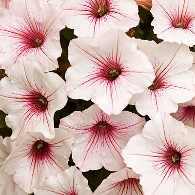 Petunia 'Supertunia Vista Silverberry'